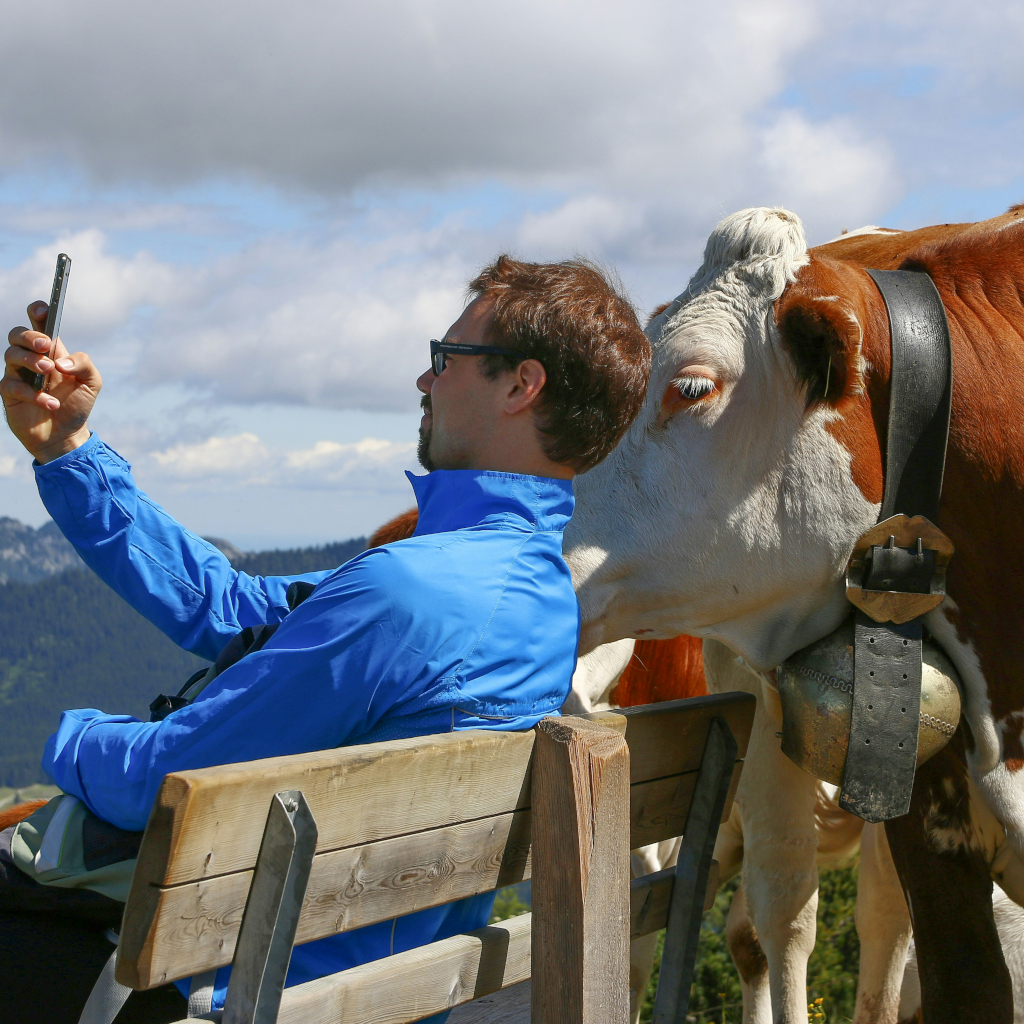 Ragazzo seduto su una panchina mentre fa un selfie con una mucca