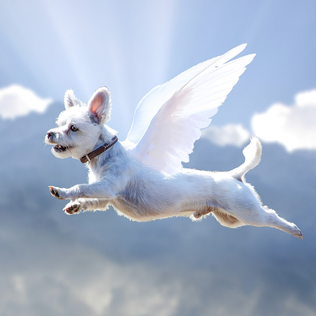 Cane barboncino bianco con le mentre vola in cielo