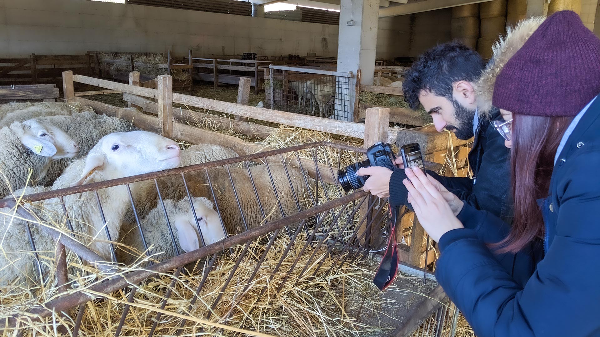 Fotografo durante shooting fotografico animali in stalla per Monti della Laga