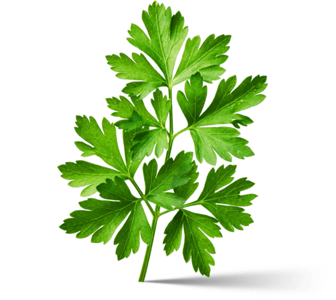 rametto di prezzemolo verde con ombra sotto