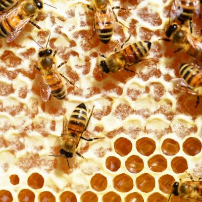 Api al lavoro sulle celle di un favo