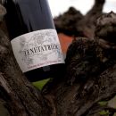 Vite antica con bottiglia di Montepulciano D'Abruzzo DOC Tenuta Trium Notaresco Teramo Abruzzo