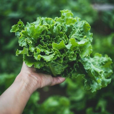 Orto Mamagio a Mosciano Sant'Angelo con prodotti naturali coltivati a km zero