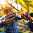 Viticoltore controlla un grappolo di Montepulciano d'Abruzzo sulla vite
