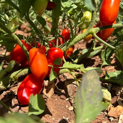 Pomodori dell'orto Mamagio a Mosciano Sant'Angelo Teramo Abruzzo