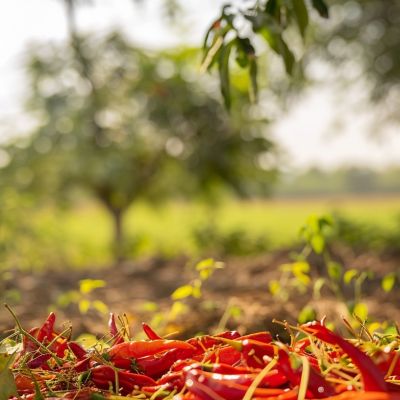 Peperoncini dell'orto Mamagio a Mosciano Sant'Angelo Teramo Abruzzo