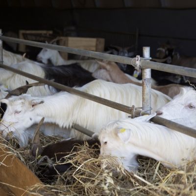 Capre della Filiera della Laga mentre mangiano il fieno nella stalla