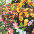 Parete ricoperta da fiori colorati gialli, rosa e arancioni