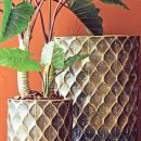 Vasi con texture geometrica e grande pianta tropicale