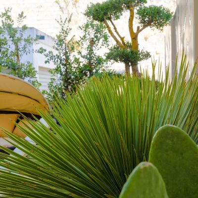 Patio della suite Ortensia con pianta succulenta e vasca idromassaggio