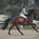 Amazzone con cavallo baio al galoppo durante una competizione equestre