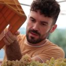 Ragazzo con cassetta uva bianca durante vendemmia Tenuta Trium Notaresco Teramo