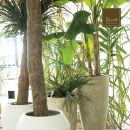 Palme da interno collocate in grandi vasi chiari