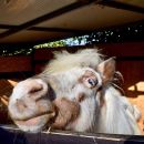 Primo piano di un cavallo affacciato dal box del Maneggio Team Horse