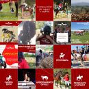 Feed Instagram Team Horse con campus, pony e attività assistite con i cavalli