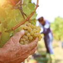 Raccolta manuale di un grappolo di Trebbiano d'Abruzzo durante la vendemmia