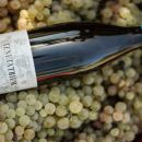 Bottiglia di Trebbiano Macerato sulla cassetta di grappoli uva bianca Tenuta Trium Abruzzo