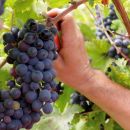 Mano raccoglie grappolo uva Montepulciano Tenuta Trium Notaresco Teramo