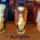 Tre cavalli affacciati dai box del Maneggio Team Horse