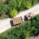 Trattore con carro e cassette d'uva durante la vendemmia a Tenuta Trium