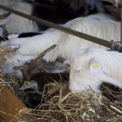 Capra mentre mangia il fieno nella stalla della Filiera della Laga