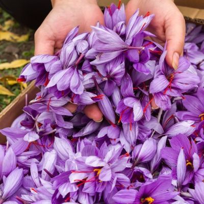 Mani che raccolgono fiori viola di zafferano in una cassetta