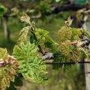 Vite di Montepulciano D'Abruzzo antica Tenuta Trium Notaresco