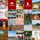 Feed Instagram Team Horse con competizioni, allenamenti e cavalli in campo