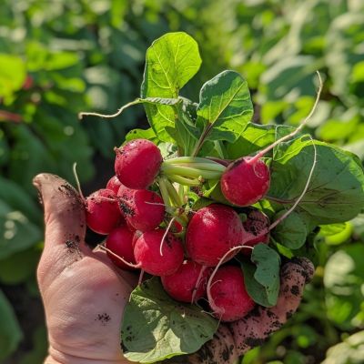 Orto Mamagio a Mosciano Sant'Angelo con prodotti naturali coltivati a km zero