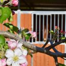 Fiori rosa davanti alle scuderie del Maneggio Team Horse di Teramo