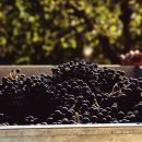 Cassetta di uva di Montepulciano D'Abruzzo Tenuta Trium Notaresco Teramo Abruzzo