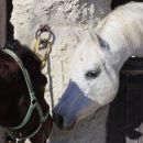 Due cavalli affacciati da una finestra in pietra del maneggio