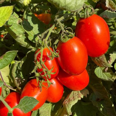 Pomodori dell'orto Mamagio a Mosciano Sant'Angelo Teramo Abruzzo