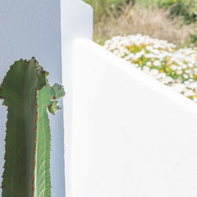 Cactus accanto al muro bianco della struttura