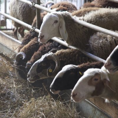 Pecore mentre mangiano il fieno lungo la mangiatoia