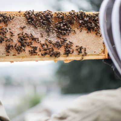 Apicoltore osserva un telaio dell'arnia ricoperto di api