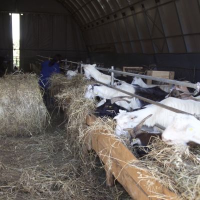 Interno della stalla con le capre raccolte lungo le mangiatoie