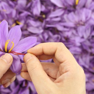 Mani durante la separazione degli stimmi da un fiore di zafferano