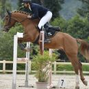 Amazzone con cavallo baio durante il salto dell'ostacolo numero sette