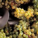 Grappoli uva Trebbiano D'Abruzzo nella diraspatrice Tenuta Trium Notaresco Teramo Abruzzo