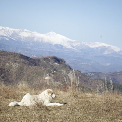 Cane da pastore davanti al paesaggio innevato dei Monti della Laga