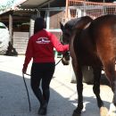Donna con felpa Team Horse mentre accompagna un cavallo nel piazzale