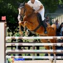 Cavaliere con cavallo baio durante il salto di un ostacolo bianco e blu