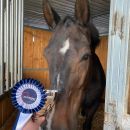 Cavallo affacciato dal box con coccarda vinta dal Team Horse