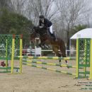 Amazzone con cavallo baio nel salto di un ostacolo verde e giallo