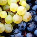 Grappoli uva Trebbiano Montepulciano D'Abruzzo Tenuta Trium Notaresco Teramo Abruzzo