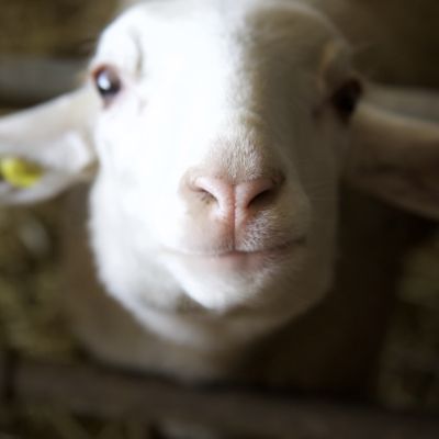 Primo piano del muso di un agnello nella stalla