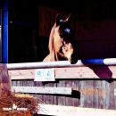 Cavallo nel proprio box illuminato durante la sera al Maneggio Team Horse