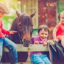 Bambino accarezza un pony durante un'attività educativa al maneggio