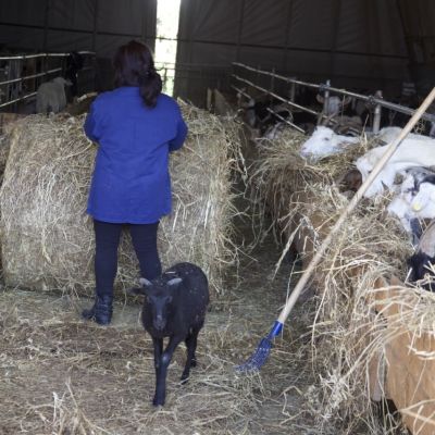 Allevatrice con il cane mentre distribuisce il fieno alle capre